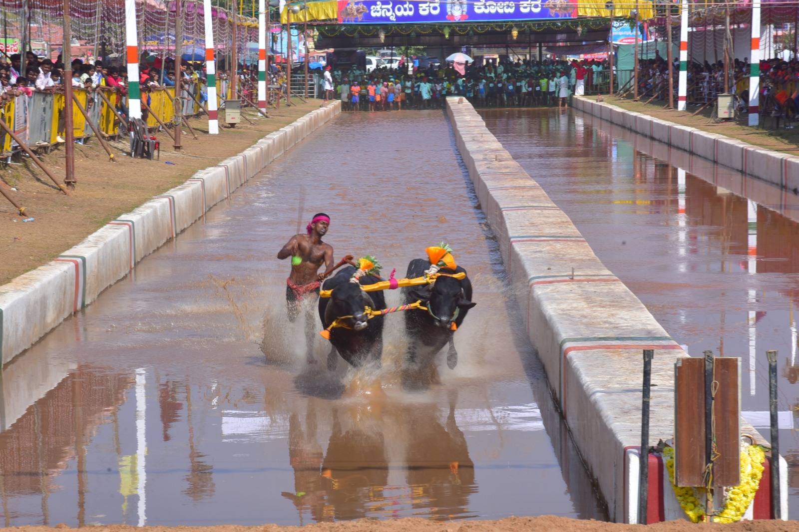 ಪುತ್ತೂರು ಕೋಟಿ-ಚೆನ್ನಯ ಜೋಡುಕರೆ ಕಂಬಳದಲ್ಲಿ ಕಂಡು ಬಂದ ಕೋಣಗಳ ಓಟದ ಒಂದು ನೋಟ