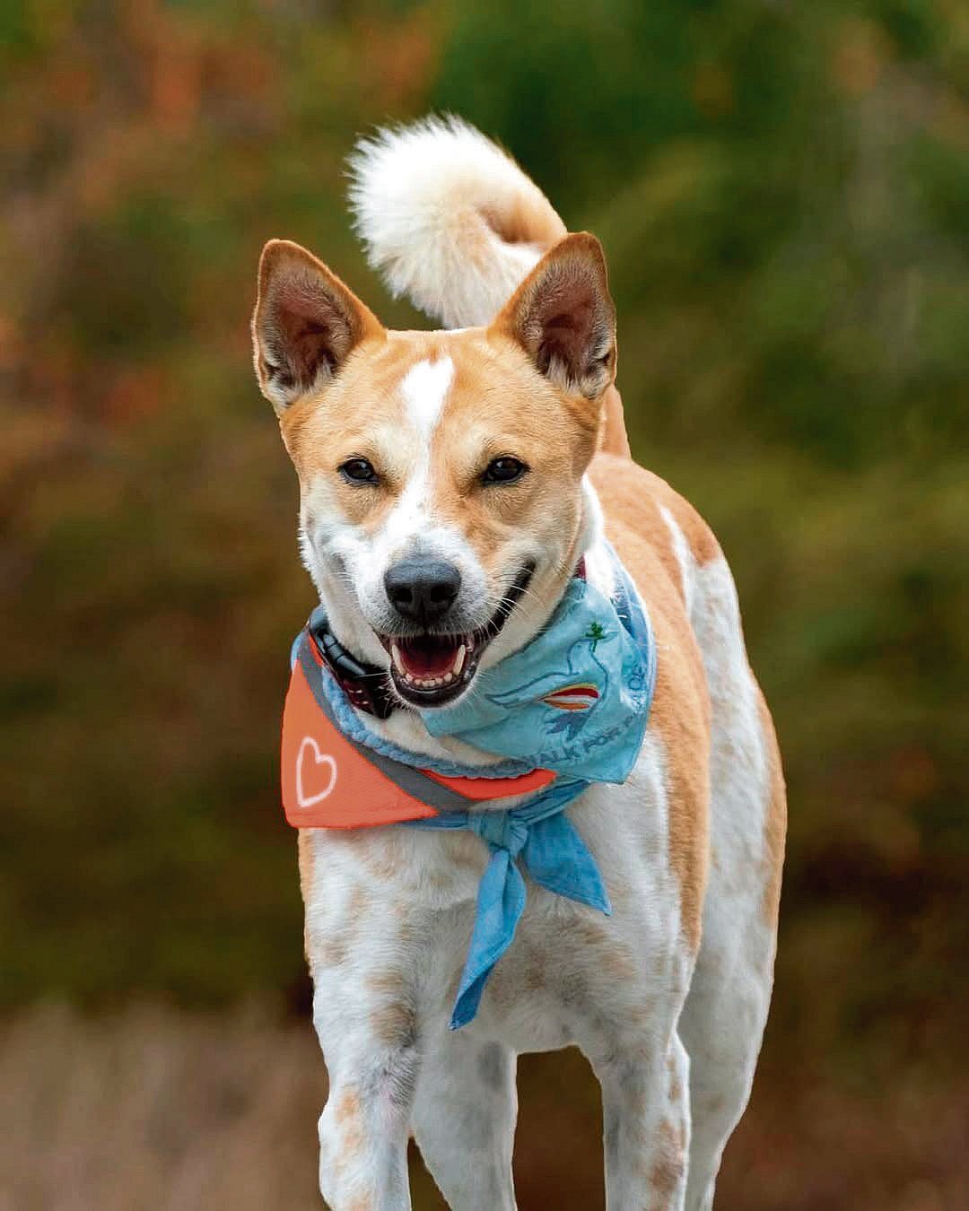 ಅಲೋಕ- ದಿ ಪೀಸ್‌ ಡಾಗ್‌: ಸೆಲೆಬ್ರಿಟಿ ‘ಅಲೋಕ’ನ ಶಾಂತಿ ನಡಿಗೆ..