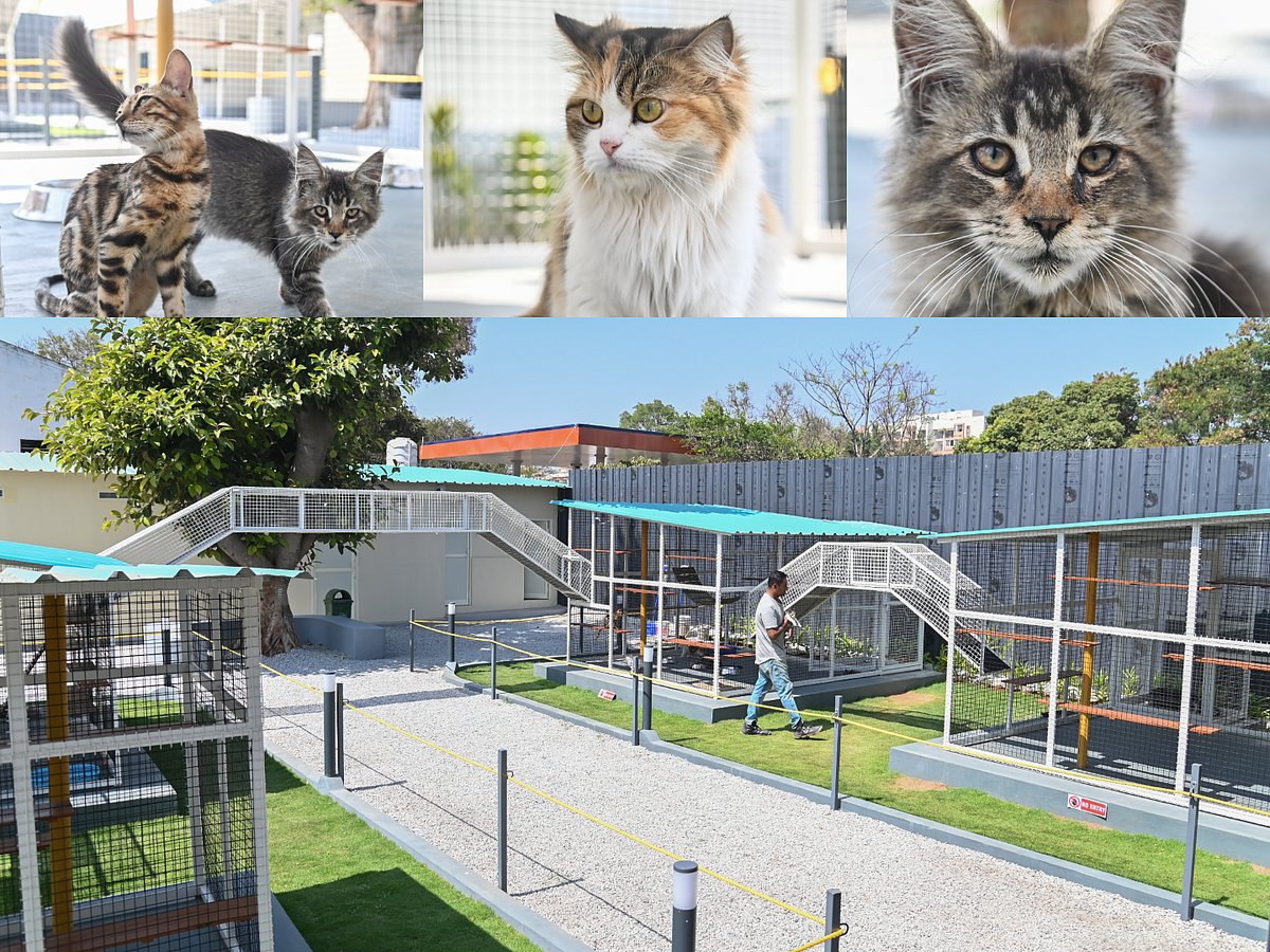 ಮೈಸೂರು | ಮನಸೆಳೆಯುವ ‘ಬೆಕ್ಕುಗಳ ಮ್ಯೂಸಿಯಂ’: ಸಾಕಾಣಿಕೆ ಬಗ್ಗೆಯೂ ಜಾಗೃತಿ 