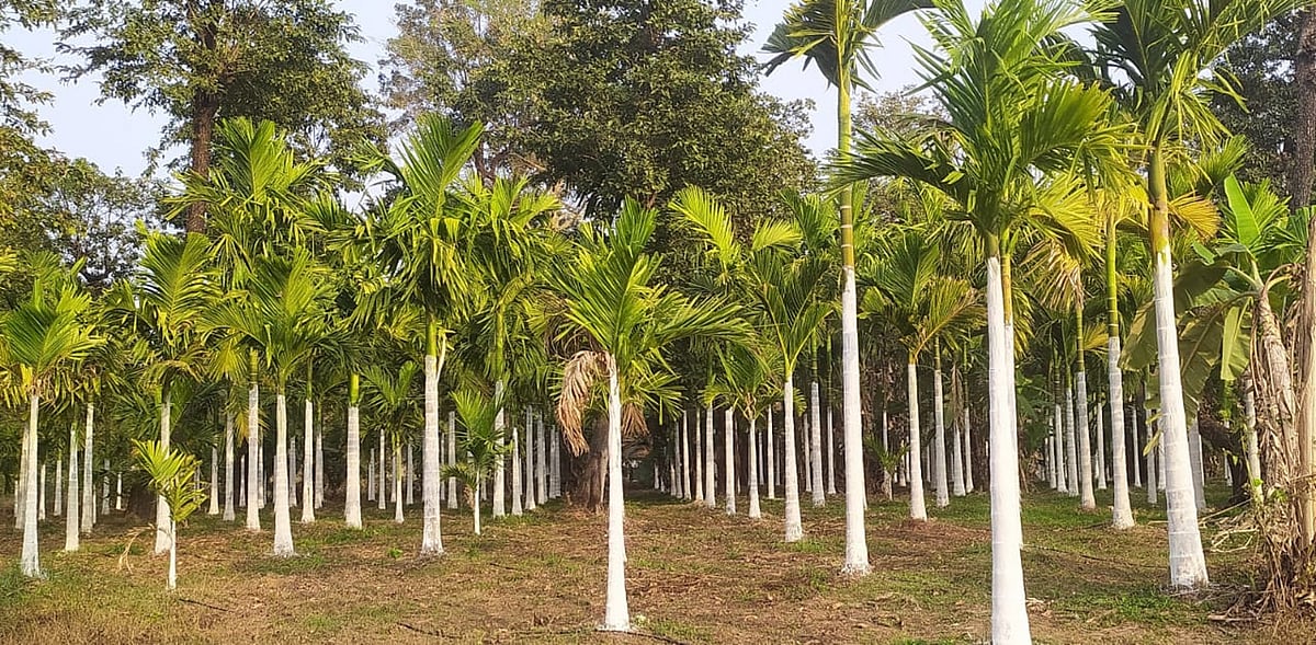 ತಾಪಮಾನ ಏರಿಕೆ; ಬಿಸಿಲಿನಿಂದ ರಕ್ಷಿಸಲು ಅಡಿಕೆ ಬೊಡ್ಡೆಗಳಿಗೆ ಸುಣ್ಣದ ಲೇಪನ
