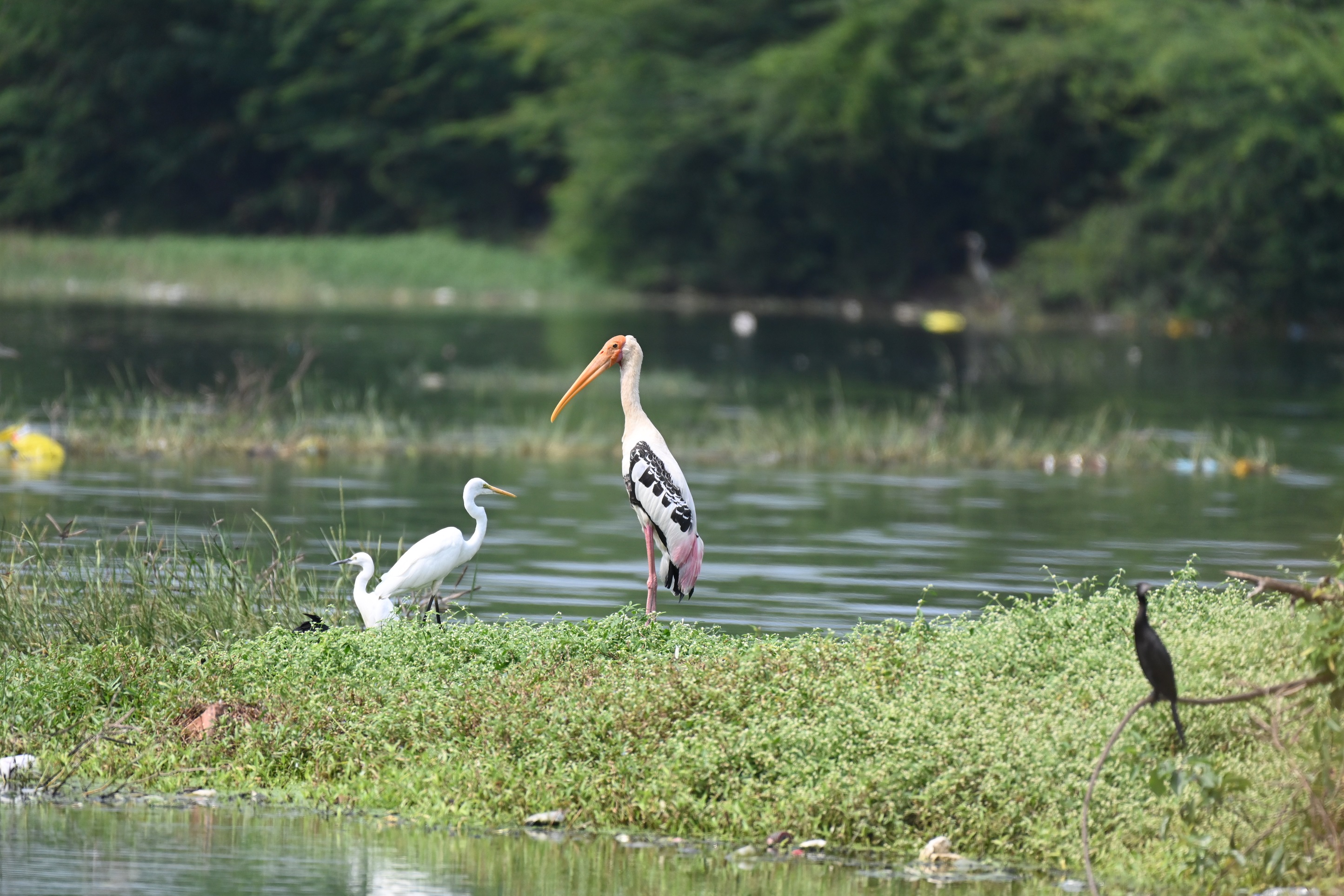 ಪೇಂಟೆಡ್ ಸ್ಕಾರ್ಕ್