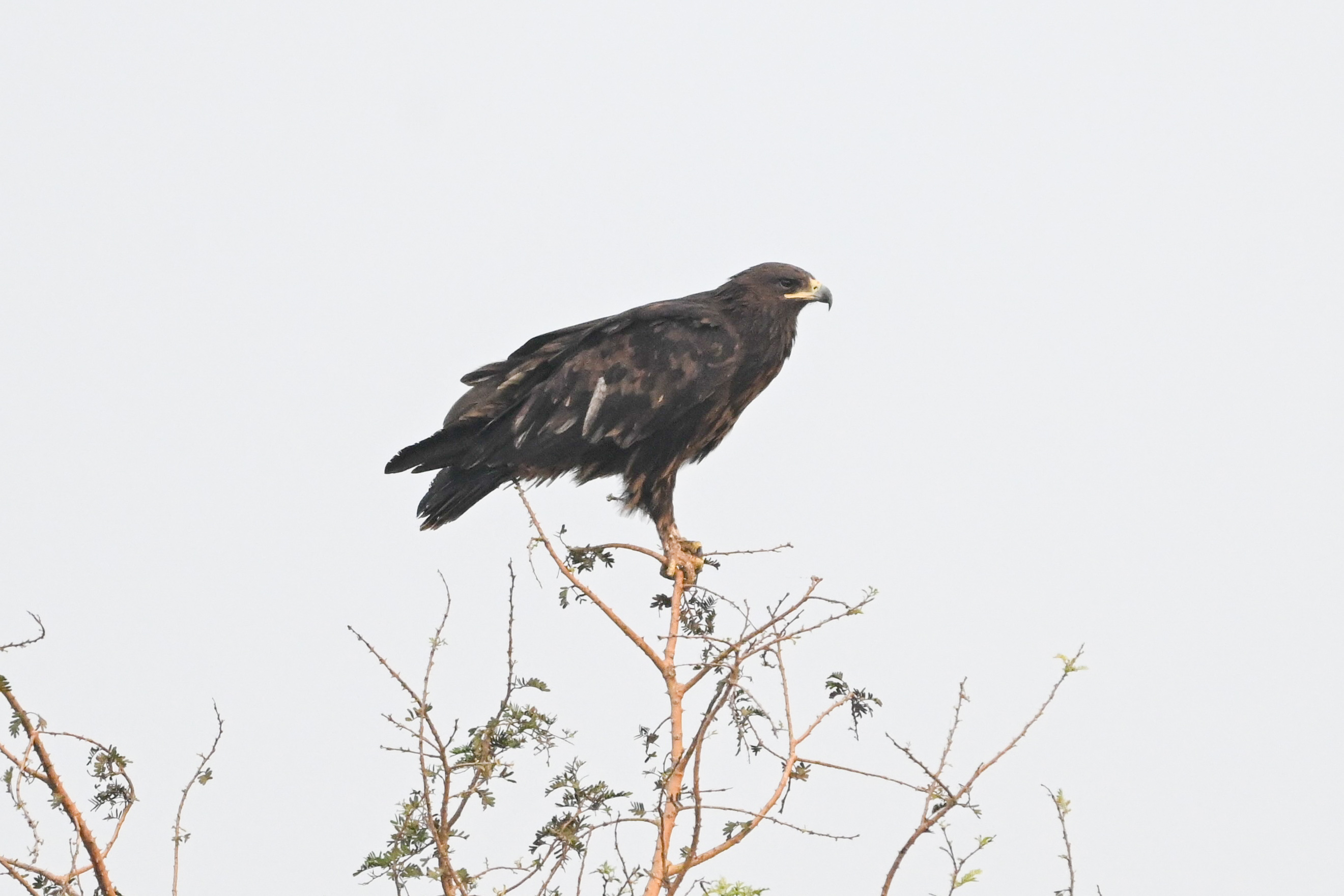 ಗ್ರೇಟರ್ ಸ್ಪಾಟೆಡ್ ಈಗಲ್