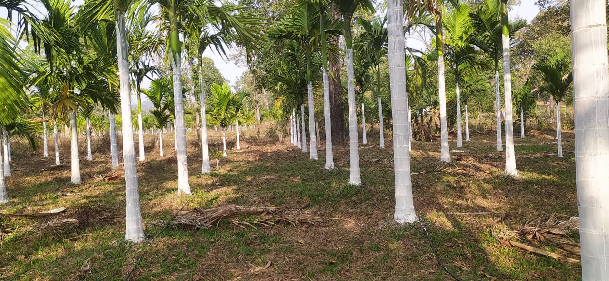 ಕೋಣಂದೂರು ಸಮೀಪದ ಆಲೂರು ಹೊಸಕೊಪ್ಪದಲ್ಲಿ ರೈತರೊಬ್ಬರು ಅಡಿಕೆ ಗಿಡಗಳಿಗ ಸುಣ್ಣ ಬಳಿದಿರುವುದು