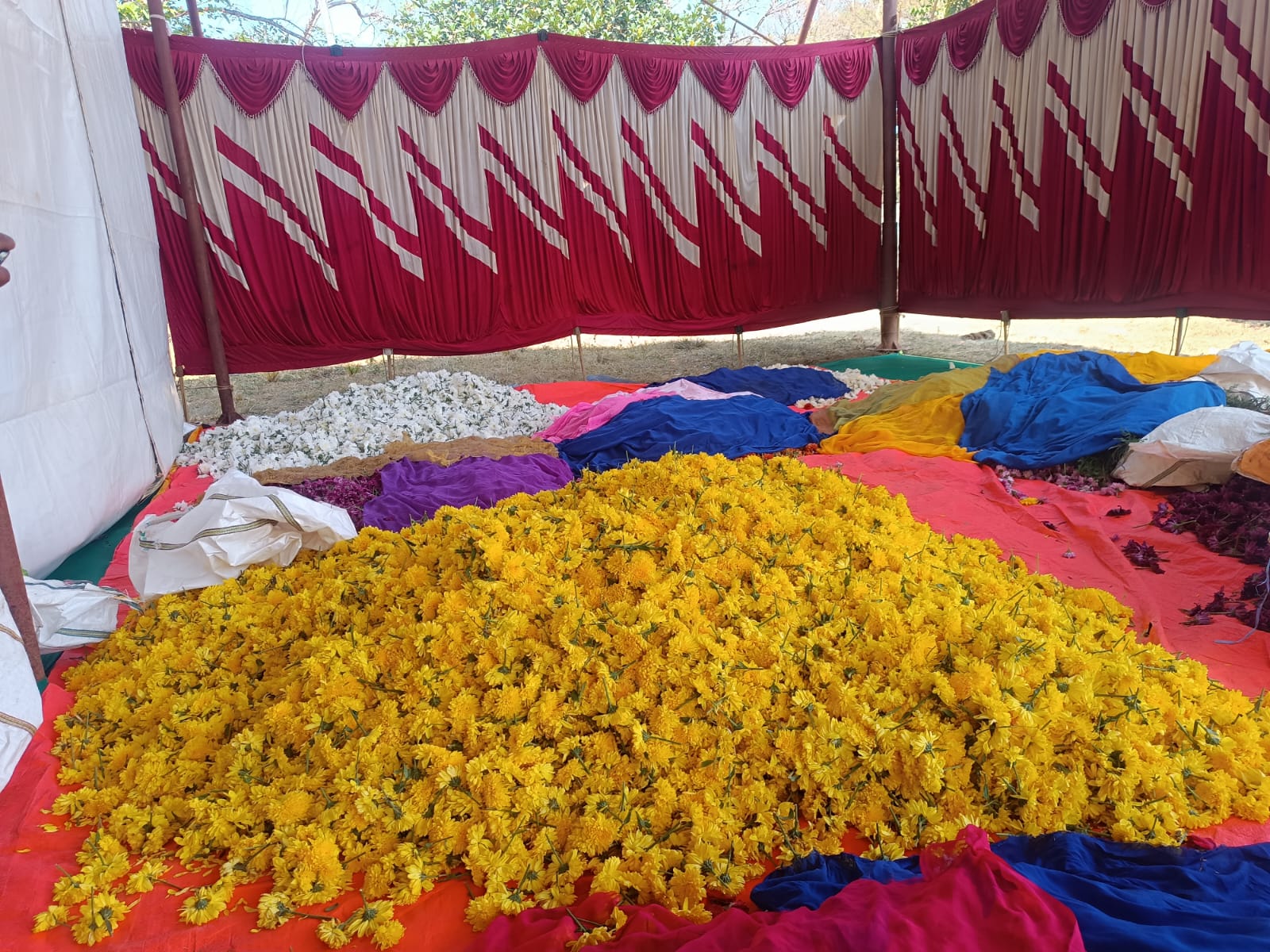 ಫಲಪುಷ್ಪ ಪ್ರದರ್ಶನ ಸಿದ್ದತೆಗೆ ಸೇವಂತಿ ಹೂವುಗಳ ಬಳಕೆ.