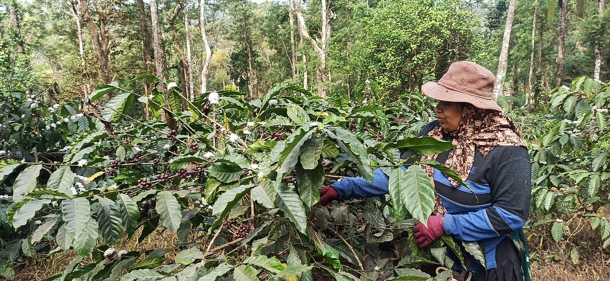 ಚಿಕ್ಕಮಗಳೂರು: ಹಣ್ಣಿನ ನಡುವೆ ಅರಳಿದ ಕಾಫಿ ಹೂವು