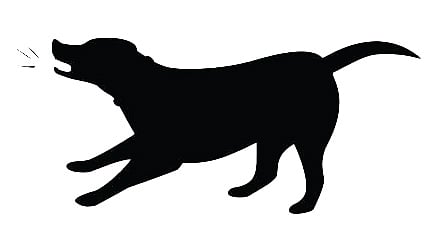 ಧಾರವಾಡ: ನಾಯಿ ಕಡಿತ: ಏಳು ಮಂದಿಗೆ ಗಾಯ