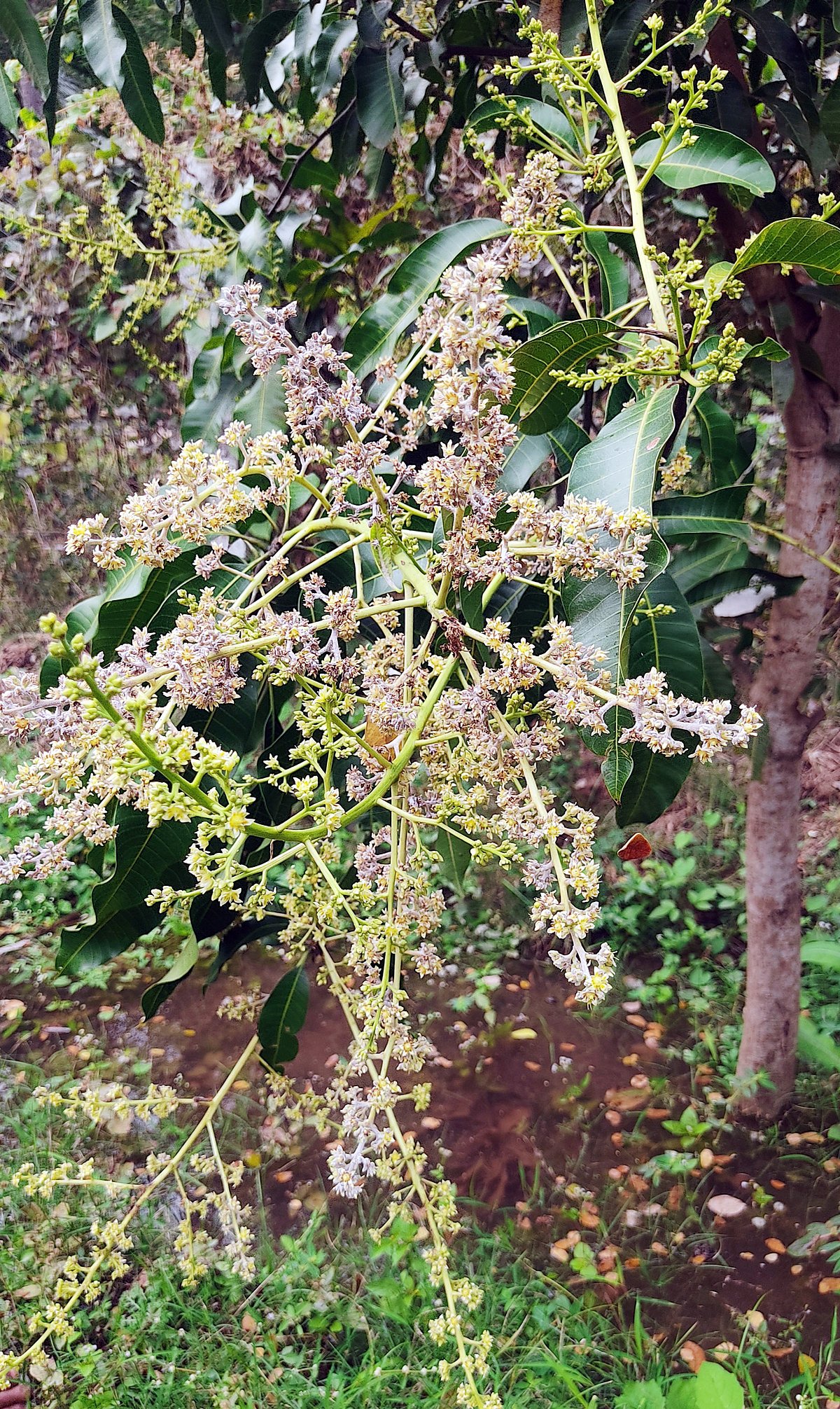 ಯಳಂದೂರು| ಹಣ್ಣುಗಳ ರಾಜ ಮಾವು ಹೂಗೆ ಬೂದಿರೋಗದ ಬಾಧೆ