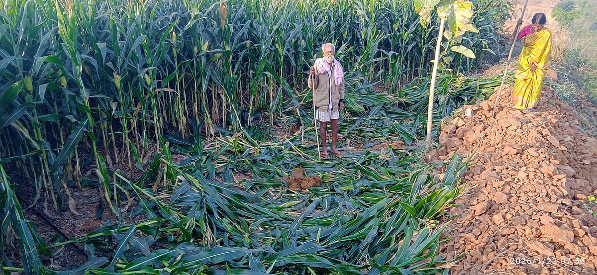 ಹನೂರು| ಕಾಡಾನೆ ದಾಳಿ: ಫಸಲು ನಾಶ