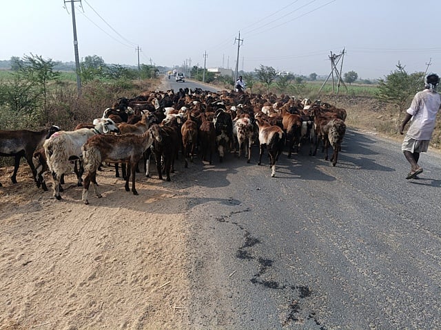 ವಡಗೇರಾ | ತೆಲಂಗಾಣದಿಂದ ವಲಸೆ ಬಂದ ಕುರಿಗಾಹಿಗಳು