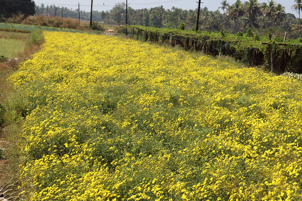 ಹೆಮ್ಮಾಡಿ ಸೇವಂತಿಗೆಗೆ ಧಾರಣೆ ಕುಸಿತದ ಬಿಸಿ