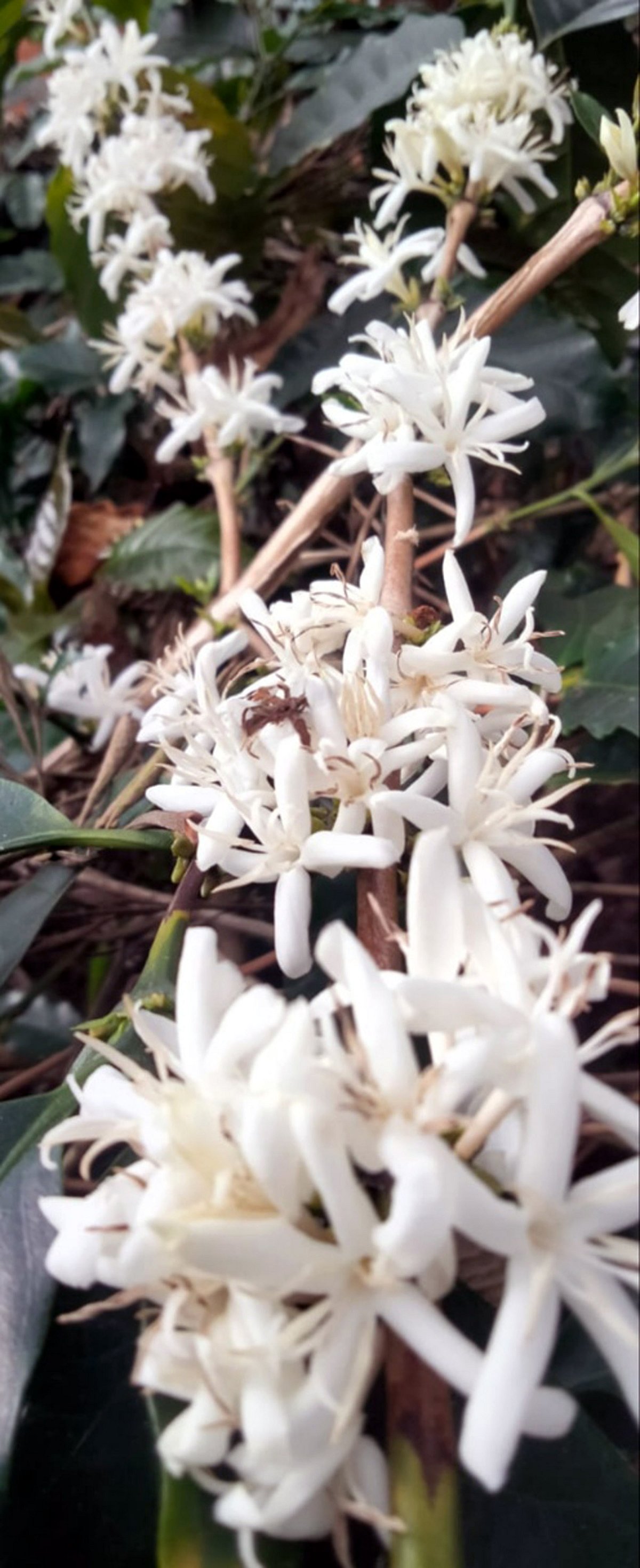 ಯಳಂದೂರು| ಬಿಳಿಗಿರಿ ಬನದಲ್ಲಿ ಕಾಫಿ ಹೂವಿನ ಕಂಪು