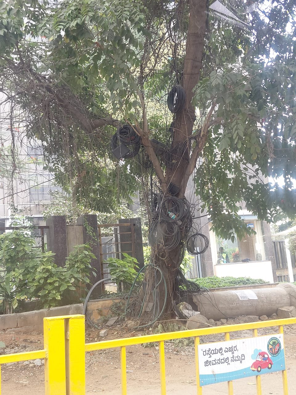 ಕುಂದು ಕೊರತೆ: ಮರಕ್ಕೆ ಸುತ್ತಿರುವ ಕೇಬಲ್‌ ತೆರವುಗೊಳಿಸಿ