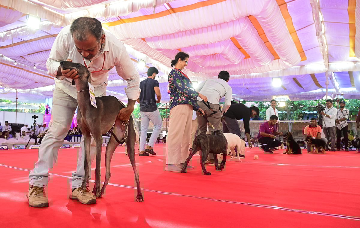 ಮಂಗಳೂರು| ಶ್ವಾನಗಳ ವೈಯ್ಯಾರಕ್ಕೆ ಮುದಗೊಂಡ ಪ್ರೇಕ್ಷಕರು 