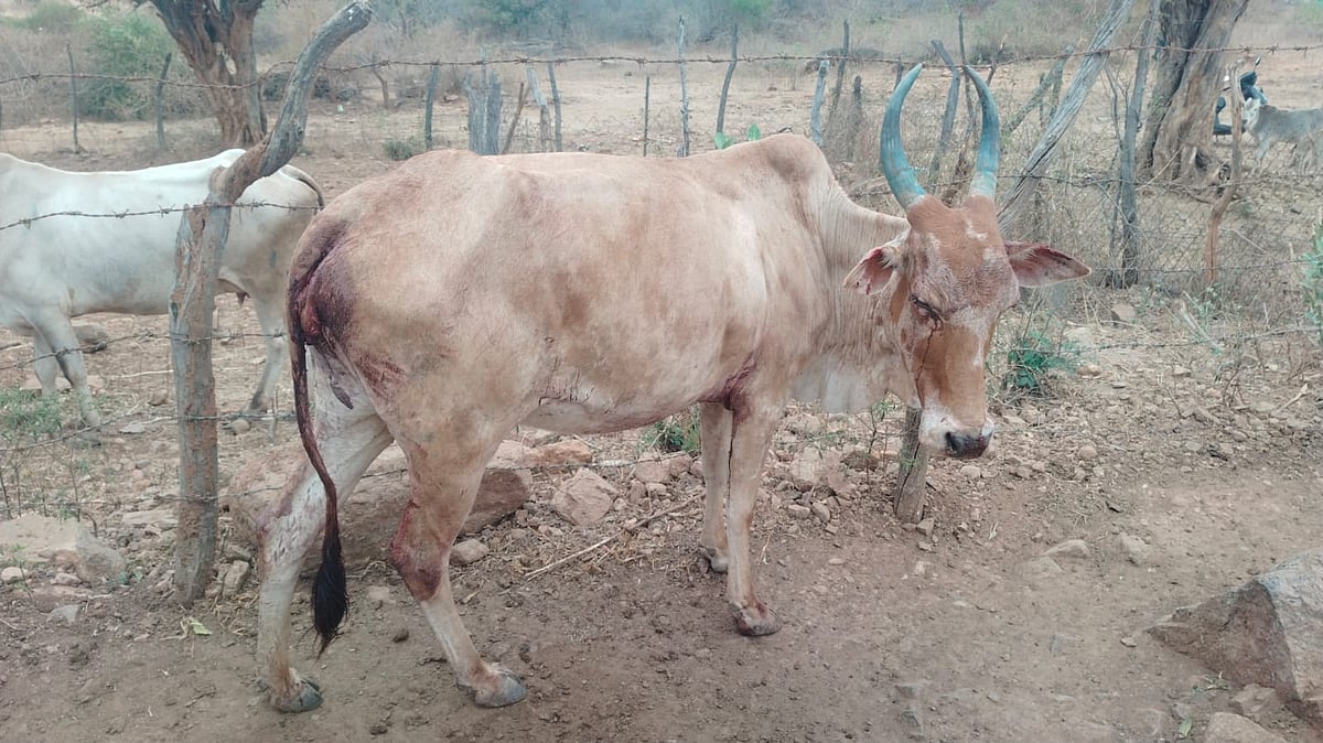 ಪೊನ್ನಾಚ್ಚಿಯಲ್ಲಿ ಚಿರತೆ ದಾಳಿ; ಹಸುವಿಗೆ ಗಾಯ