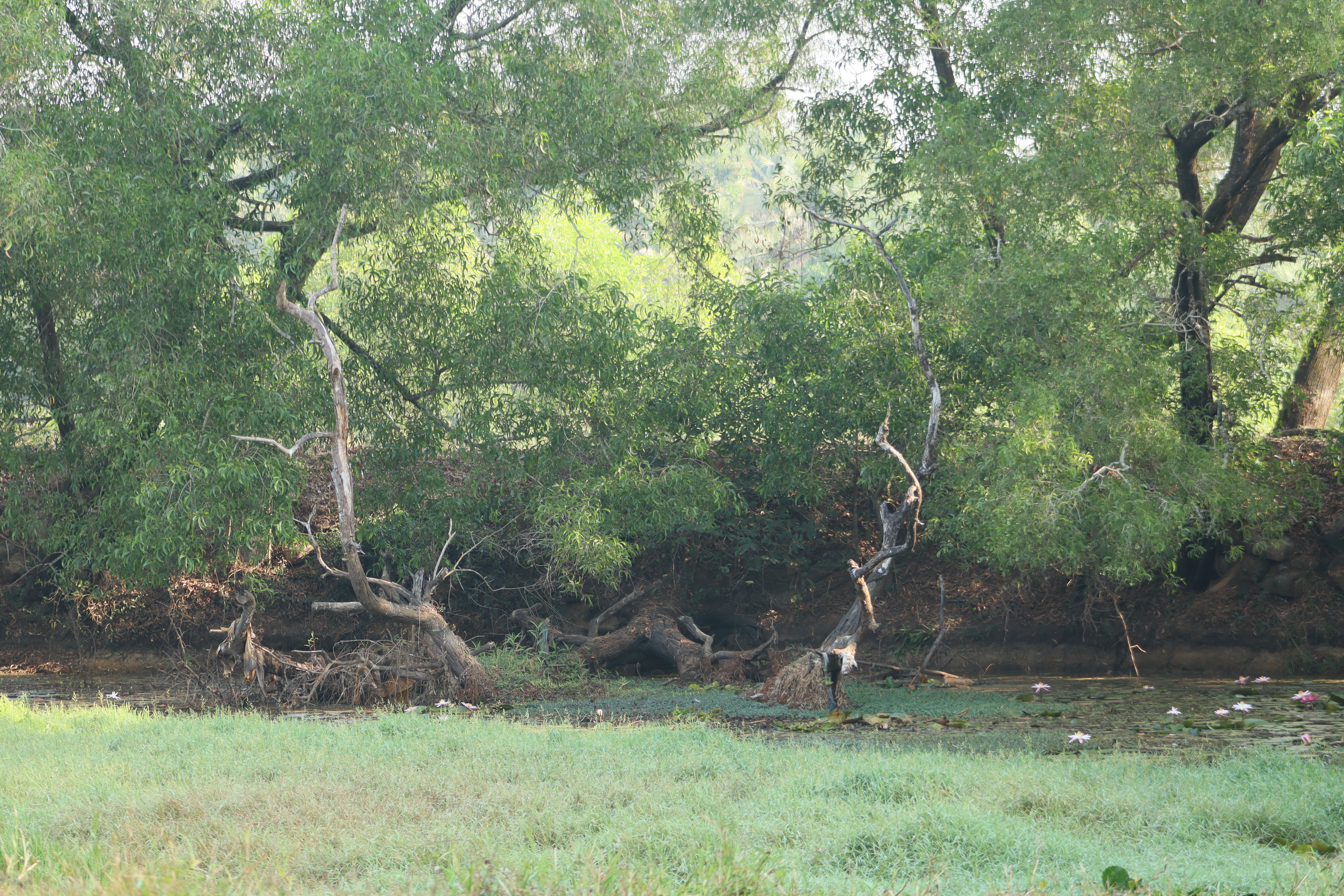 ಮಲ್ಯಾಡಿಯ ಜಲತಾಣಗಳಲ್ಲಿ ಕಳೆ ಬೆಳೆದಿರುವುದು