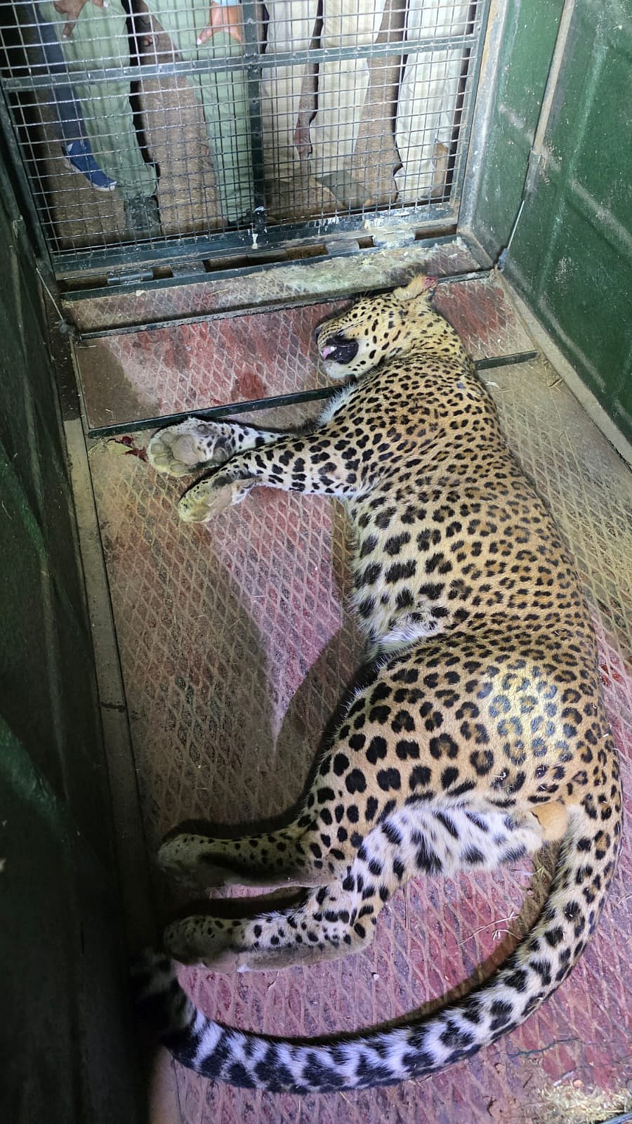 ಹುಬ್ಬಳ್ಳಿ | 39 ದಿನಗಳ ನಂತರ ಬೋನಿಗೆ ಬಿದ್ದ ಚಿರತೆ; ಜನ ನಿರಾಳ