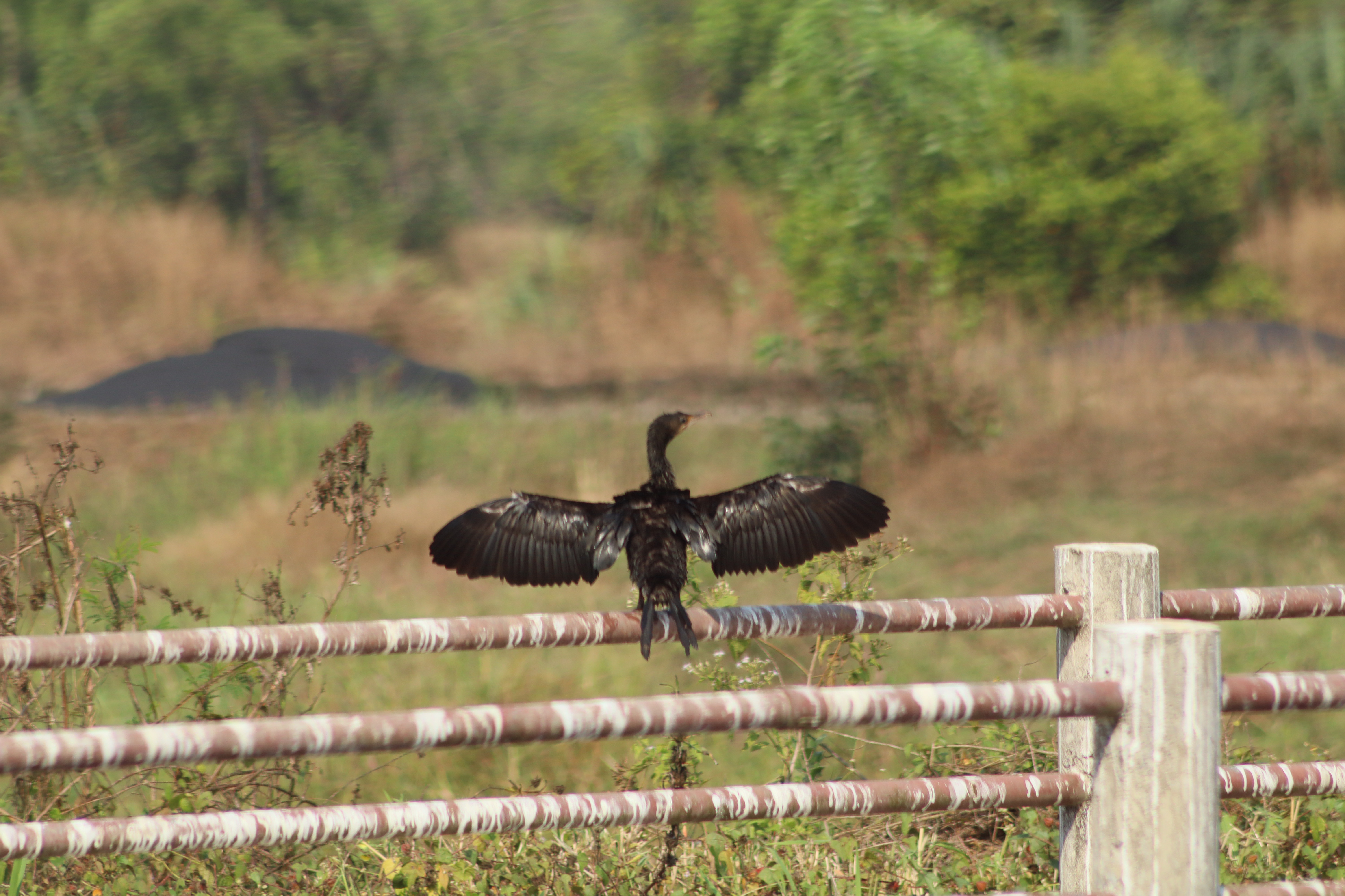 ಲಿಟಿಲ್‌ ಕಾರ್ಮೊರೆಂಟ್‌