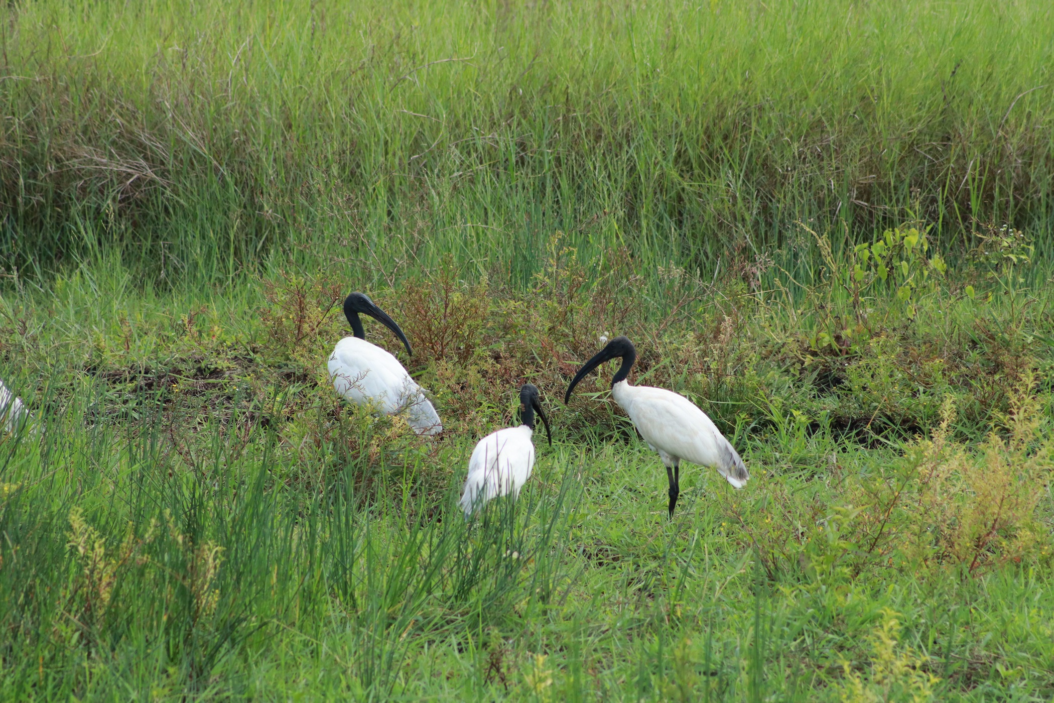 ಬ್ಲ್ಯಾಕ್‌ ಹೆಡೆಡ್‌ ಐಬಿಸ್‌