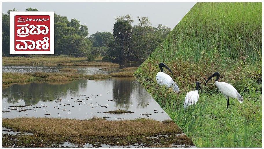 Web Exclusive | ಉಡುಪಿಯ ಮಲ್ಯಾಡಿ ಪಕ್ಷಿಧಾಮ: ಕ್ಷೀಣಿಸಿದೆ ಬಾನಾಡಿ ಇಂಚರ