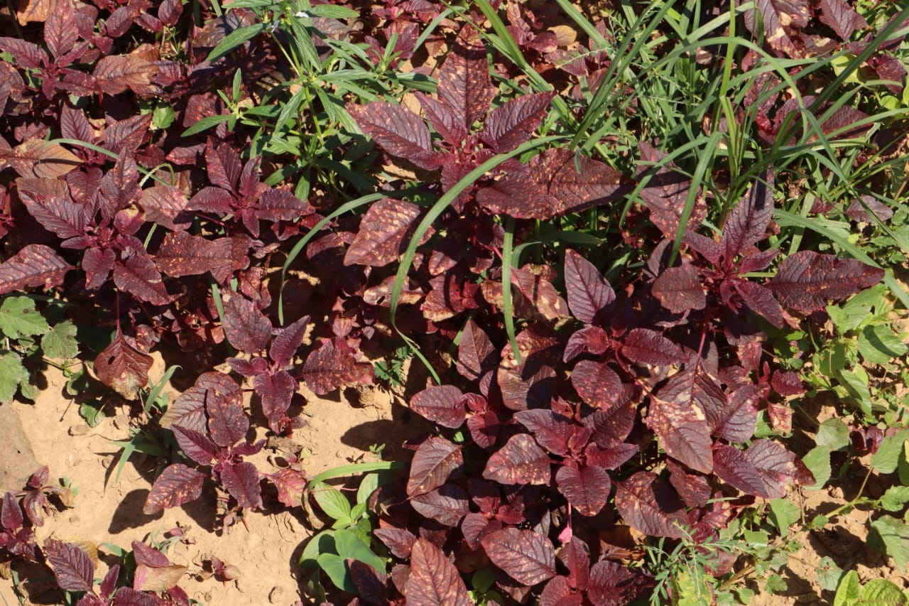 ಅರಿವೆ ಸೊಪ್ಪಿಗೆ ರೋಗ ಬಾಧಿಸಿರುವುದು