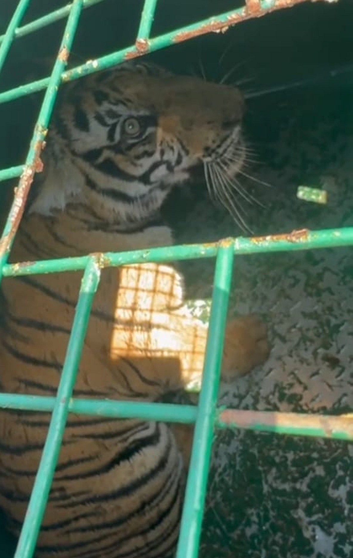 ಚಾಮರಾಜನಗರ | ಹುಲಿ ಮರಿ ಸೆರೆ ಇನ್ನೊಂದಕ್ಕೆ ಶೋಧ