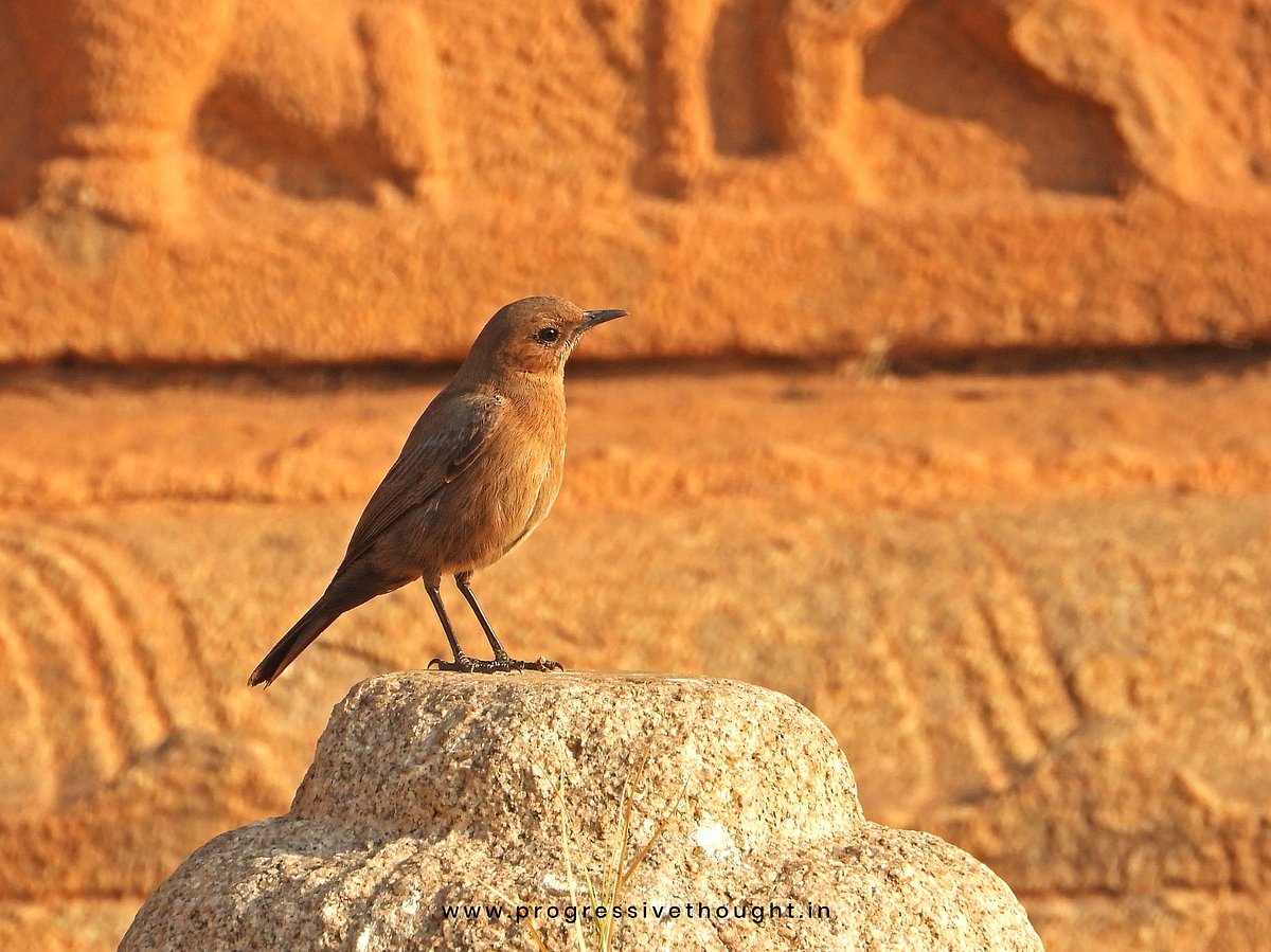 Brown Rock Chat: ಹಂಪಿಯಲ್ಲಿ ಕಂದು ಬಂಡೆ ಸಿಳ್ಳಾರ ಪತ್ತೆ