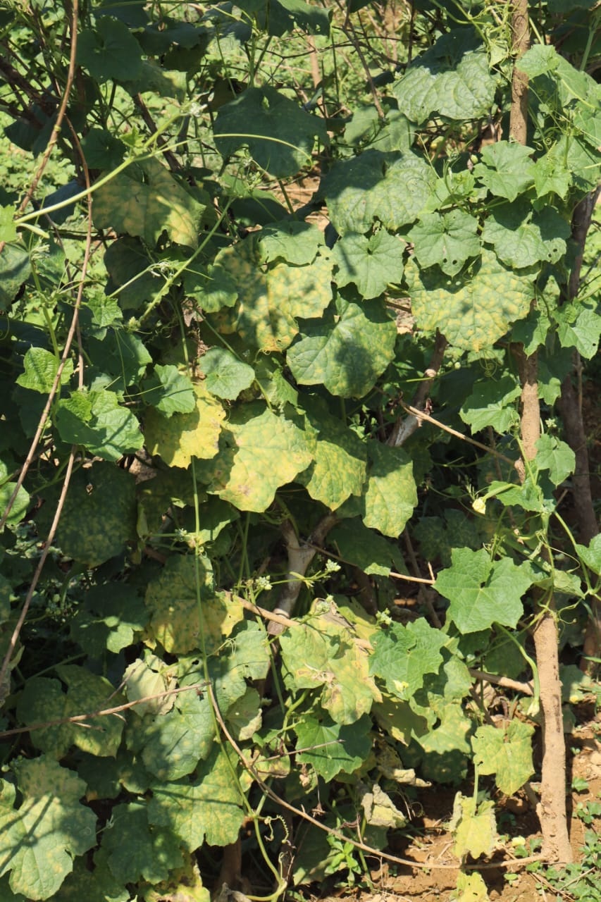 ಹೀರೇಕಾಯಿ ಬಳ್ಳಿಯಲ್ಲಿ ಎಲೆಗಳು ಹಳದಿ ಬಣ್ಣಕ್ಕೆ ತಿರುಗಿರುವುದು