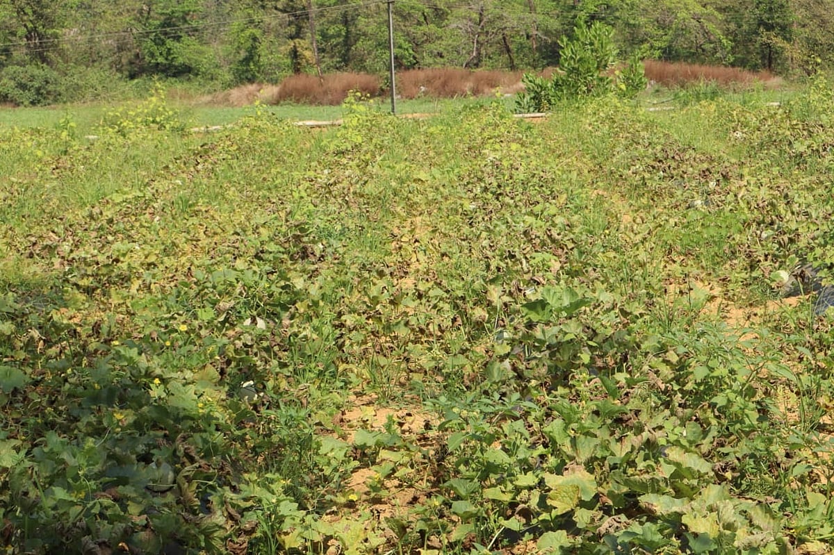 ಉಡುಪಿ | ತರಕಾರಿ ಬೆಳೆಗೂ ರೋಗ ಬಾಧೆ: ಇಳುವರಿ ಕುಸಿತ 