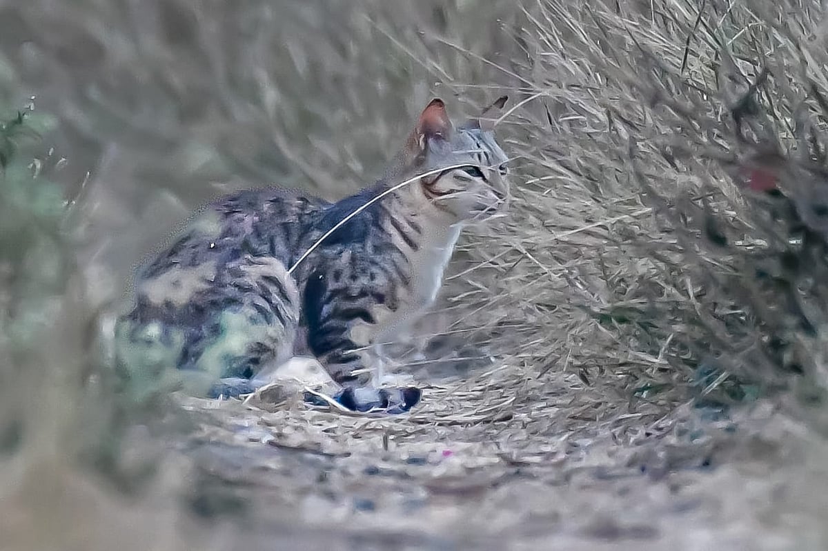 ಗದಗ: ಹೈಬ್ರಿಡ್‌ ಕಾಡುಬೆಕ್ಕು ಗೋಚರ