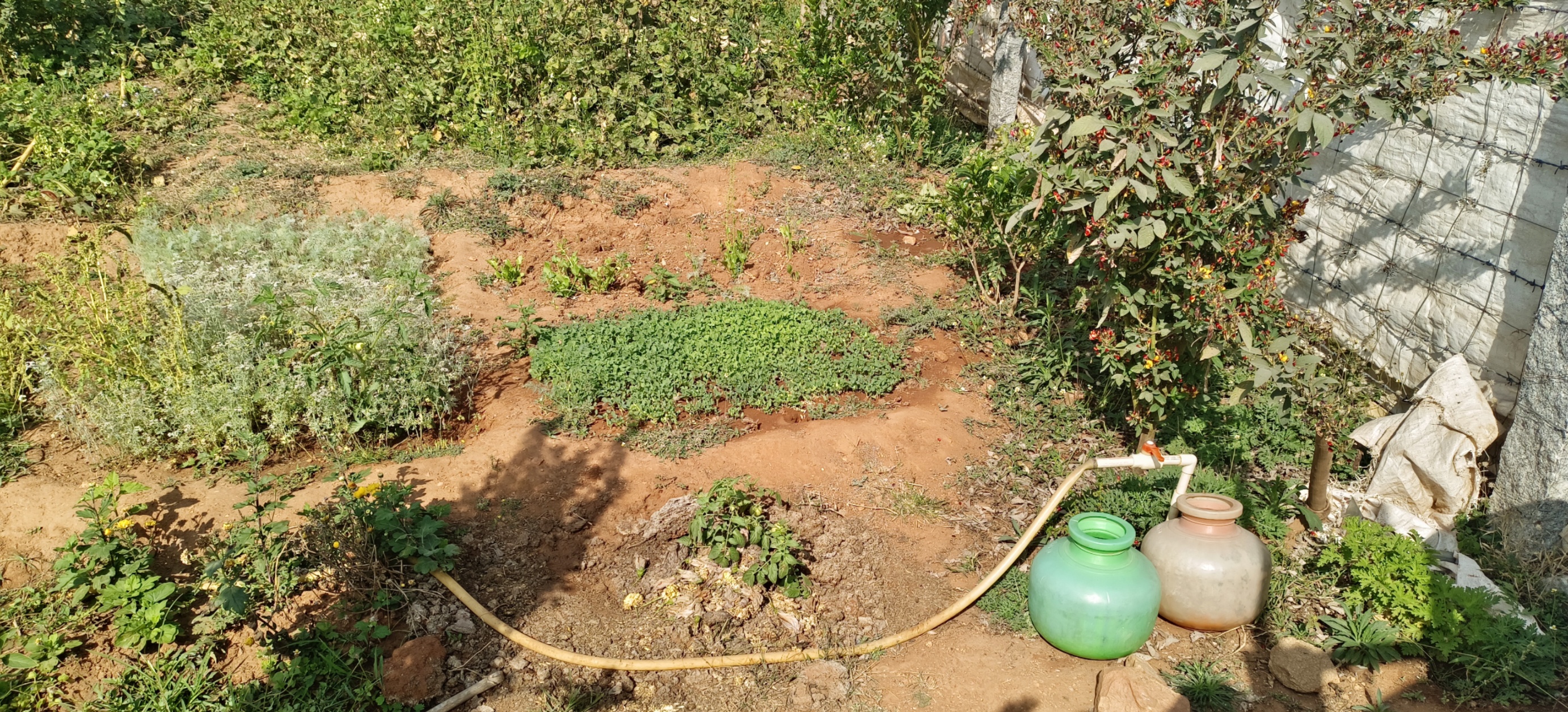 ಪುರಸಭೆ ವ್ಯಾಪ್ತಿಯಲ್ಲಿ ಅನಧಿಕೃತವಾಗಿ ಮಂಚನಬೆಲೆ ಜಲಾಶಯದ ನೀರಿನ ಸಂಪರ್ಕ ಪಡೆದು ಸೈಟ್ ಗಳಲ್ಲಿ ಗಿಡ ಬೆಳೆಸಿರುವುದು.