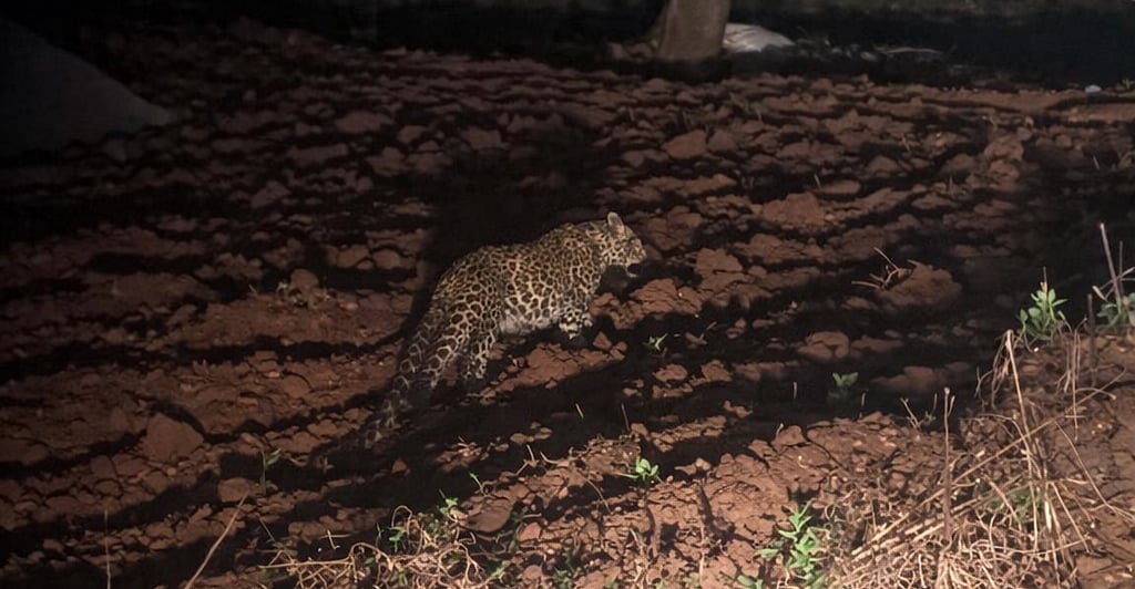  ಕಣಿಯನಹುಂಡಿ ಗ್ರಾಮದಲ್ಲಿ ಚಿರತೆ ಪ್ರತ್ಯಕ್ಷ: ಆತಂಕದಲ್ಲಿ ಗ್ರಾಮಸ್ಥರು