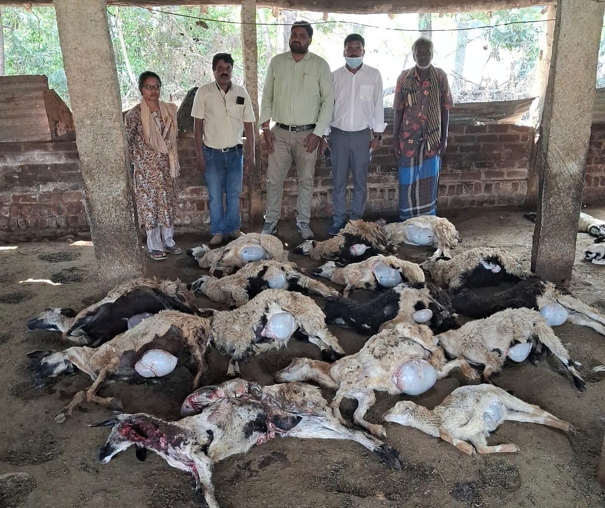 ಬೀದಿ ನಾಯಿ ದಾಳಿ: 35 ಕುರಿ ಸಾವು 