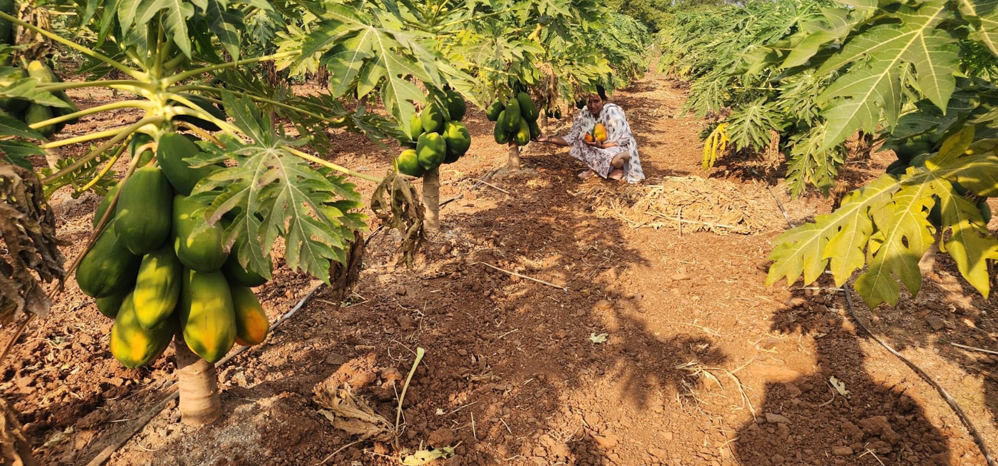 ಧಾರವಾಡ ತಾಲ್ಲೂಕಿನ ಗರಗ ಗ್ರಾಮದಲ್ಲಿ ಕಲಾವತಿ ಚವನಗೌಡ್ರ ಅವರು ಬೆಳೆದಿರುವ ಪಪ್ಪಾಯ ಬೆಳೆ
