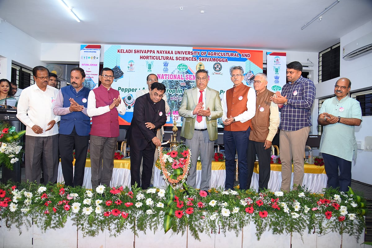 ಲಾಭದಾಯಕದಲ್ಲಿ ಅಡಿಕೆಗೆ ಪರ್ಯಾಯ ಕಾಳು ಮೆಣಸು