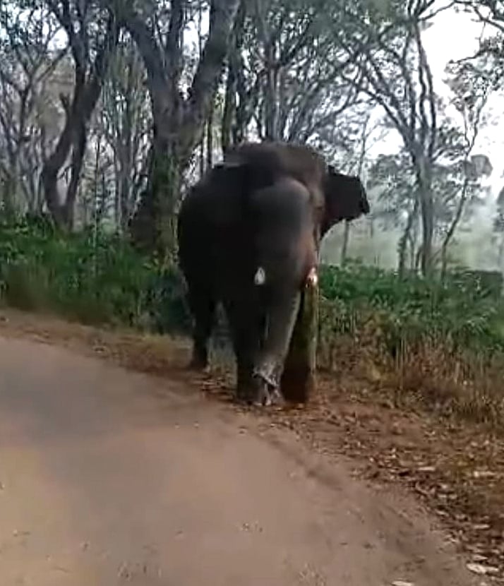 ಕಾಡಾನೆ ವಿಡಿಯೊ: ನೋಟಿಸ್ ಜಾರಿ