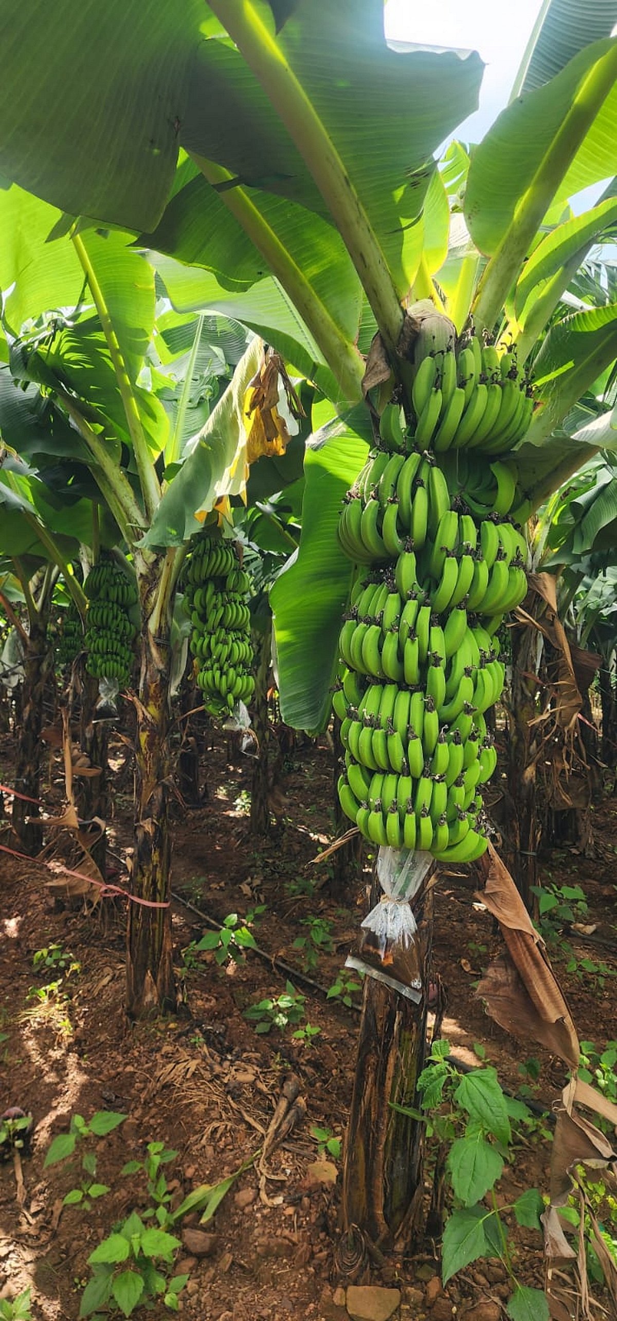 ಹುಬ್ಬಳ್ಳಿ | ಲಕ್ಷಾಂತರ ಆದಾಯ ತಂದ ಜಿ–9 ಬಾಳೆ: ವೈವಿಧ್ಯಮಯ ಬೆಳೆಗಳ ಯಶೋಗಾಥೆ