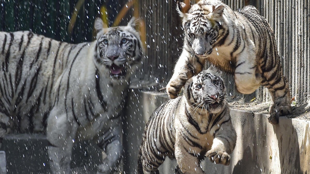 ದೆಹಲಿ ಮೃಗಾಲಯಕ್ಕೆ ಆಧುನಿಕತೆಯ ಗಾಳಿ; ₹400 ಕೋಟಿ ವೆಚ್ಚದಲ್ಲಿ ಅಭಿವೃದ್ಧಿ