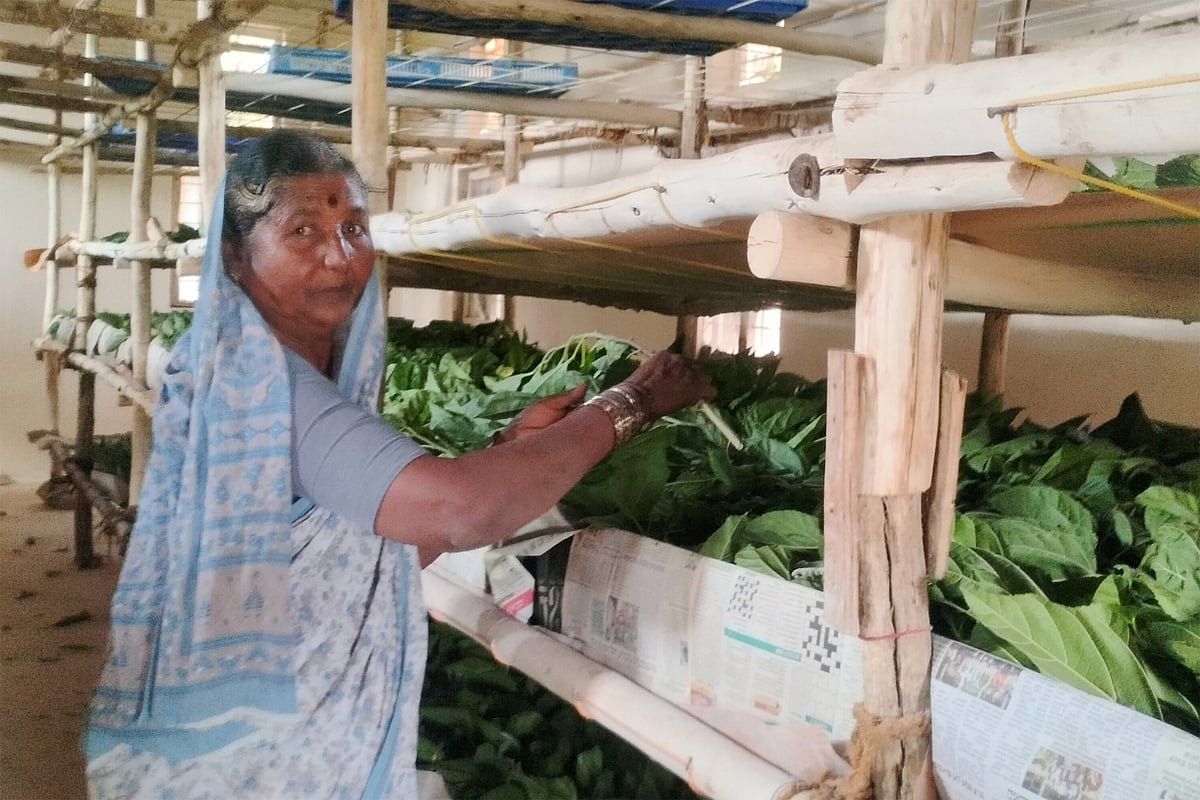 ಲಕ್ಷ್ಮೇಶ್ವರ | ರೇಷ್ಮೆ ಕೃಷಿಯಲ್ಲಿ ಶಾಂತವ್ವ ಸಾಧನೆ