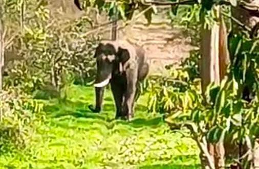 ಆನೆ ಕಾಡಿಗಟ್ಟಲು ಕಾರ್ಯಾಚರಣೆ