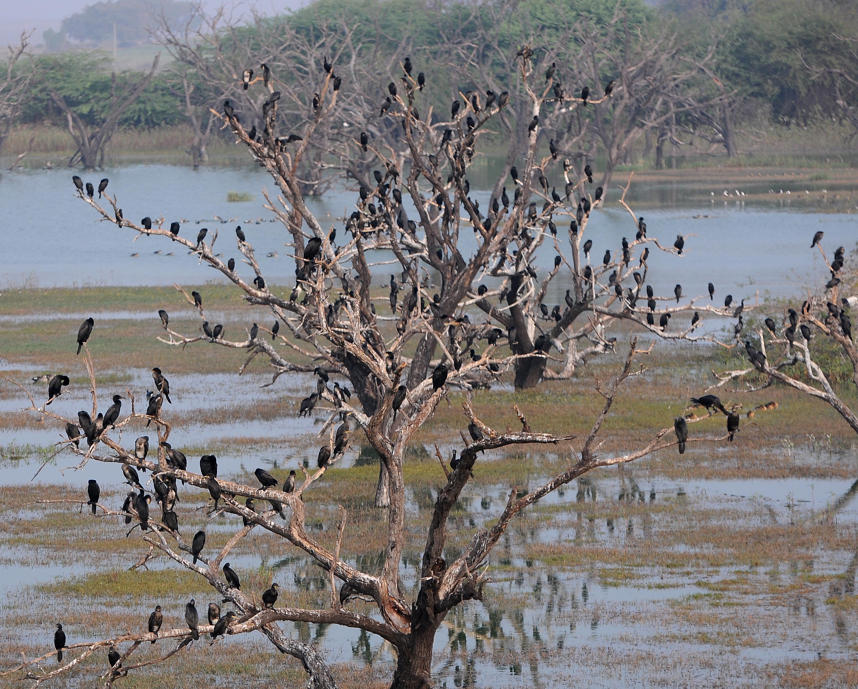 ಚಿತ್ರ:  ಸಿ.ಶಿವಾನಂದ