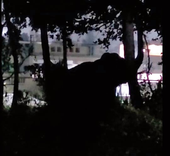 ಚನ್ನಮಾನಹಳ್ಳಿ ಗ್ರಾಮದಲ್ಲಿ ಓಡಾಡಿದ ಕಾಡಾನೆ