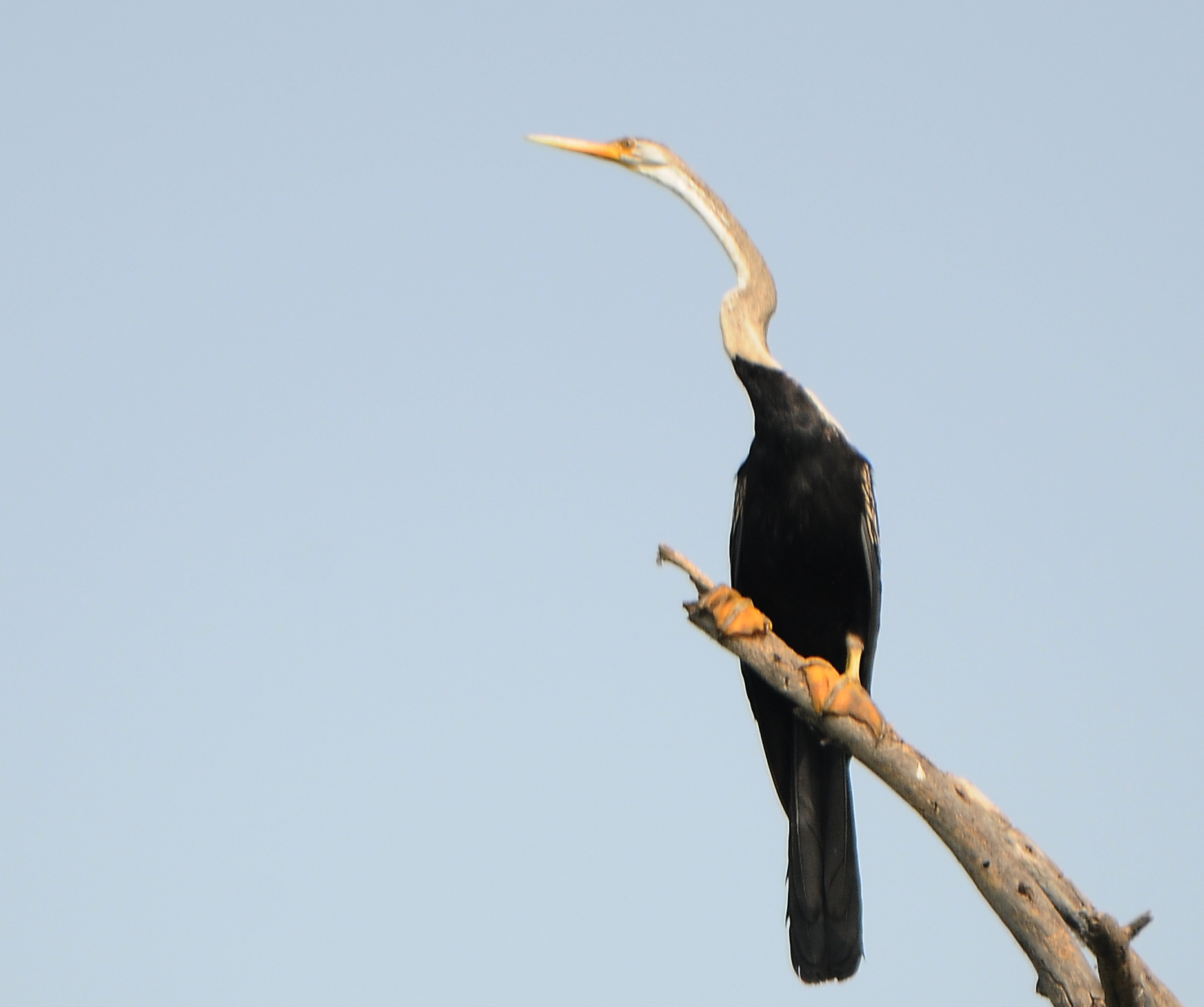 ಚಿತ್ರ:  ಸಿ.ಶಿವಾನಂದ