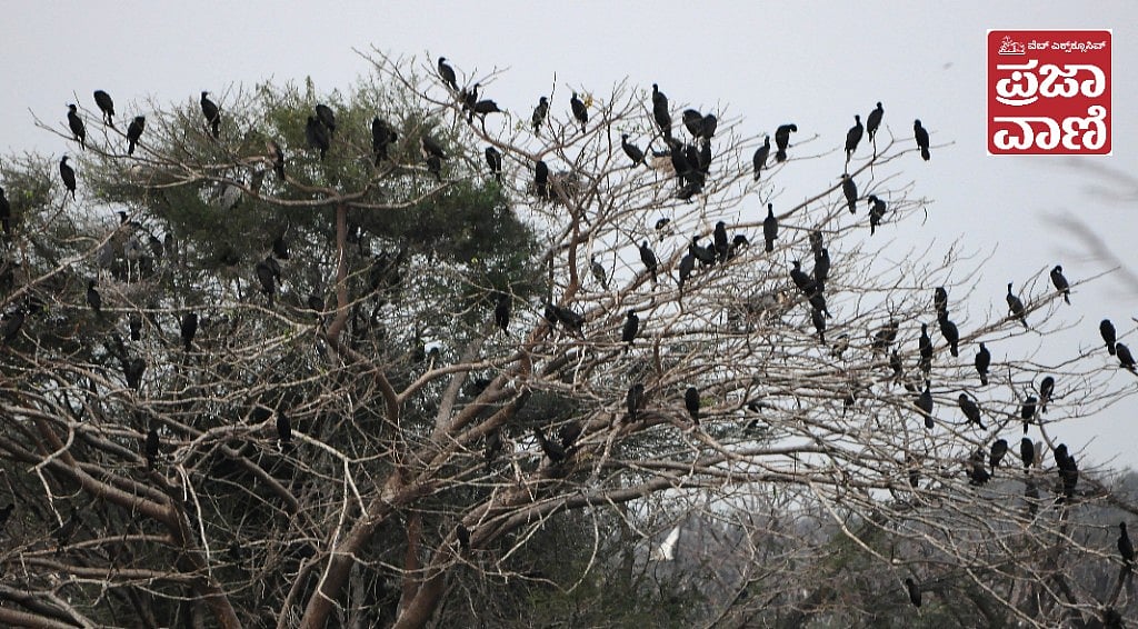 PV Web Exclusive: ವಿಜಯನಗರದ ಅಂಕಸಮುದ್ರ ಪಕ್ಷಿಧಾಮದಲ್ಲಿ ಬಾನಾಡಿಗಳ ಕುಂಭಮೇಳ
