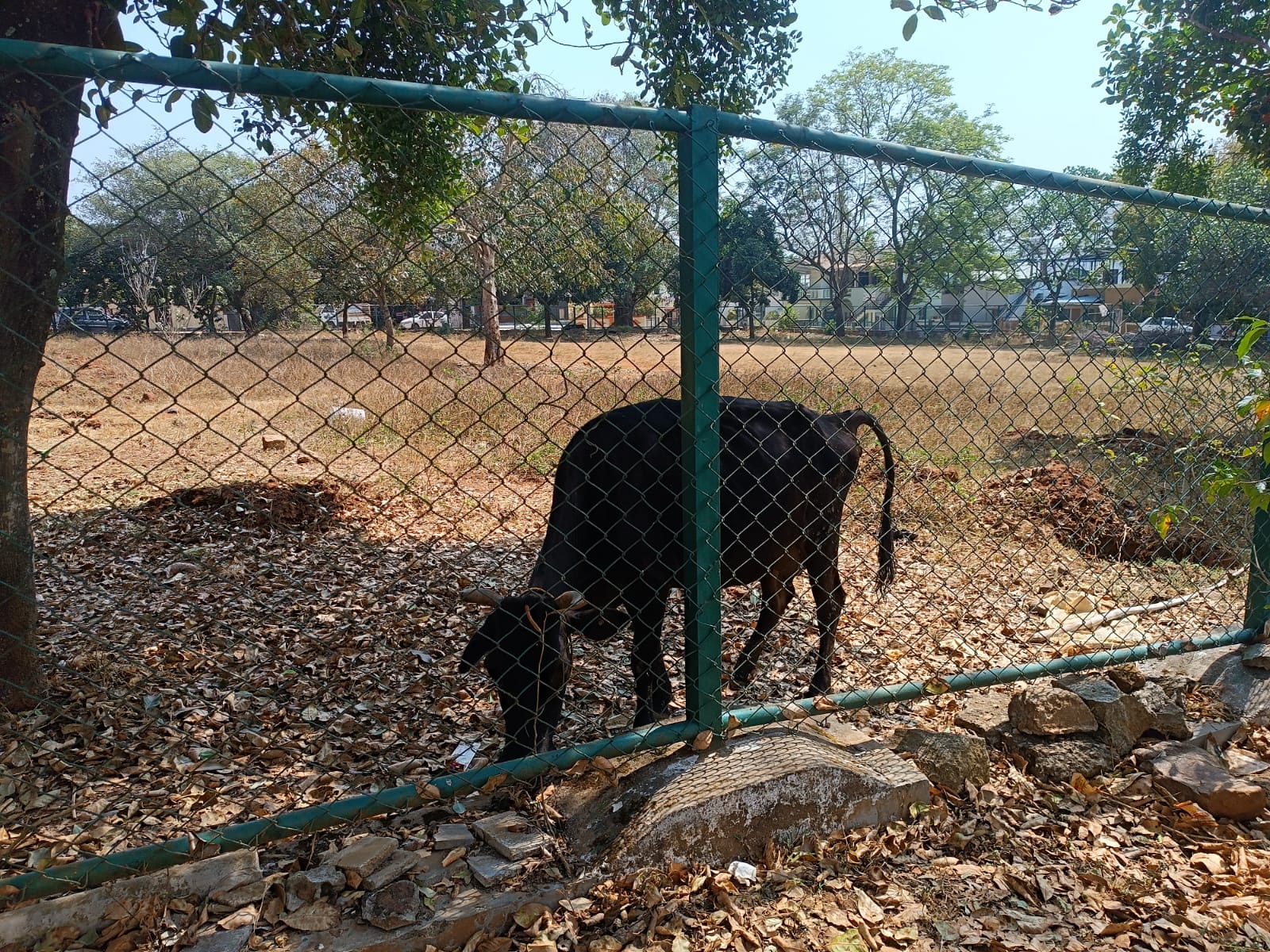 ಉದ್ಯಾನದಲ್ಲಿ ಬಿಡಾಡಿ ದನಗಳು ಬೀಡು ಬಿಟ್ಟಿರುವುದು