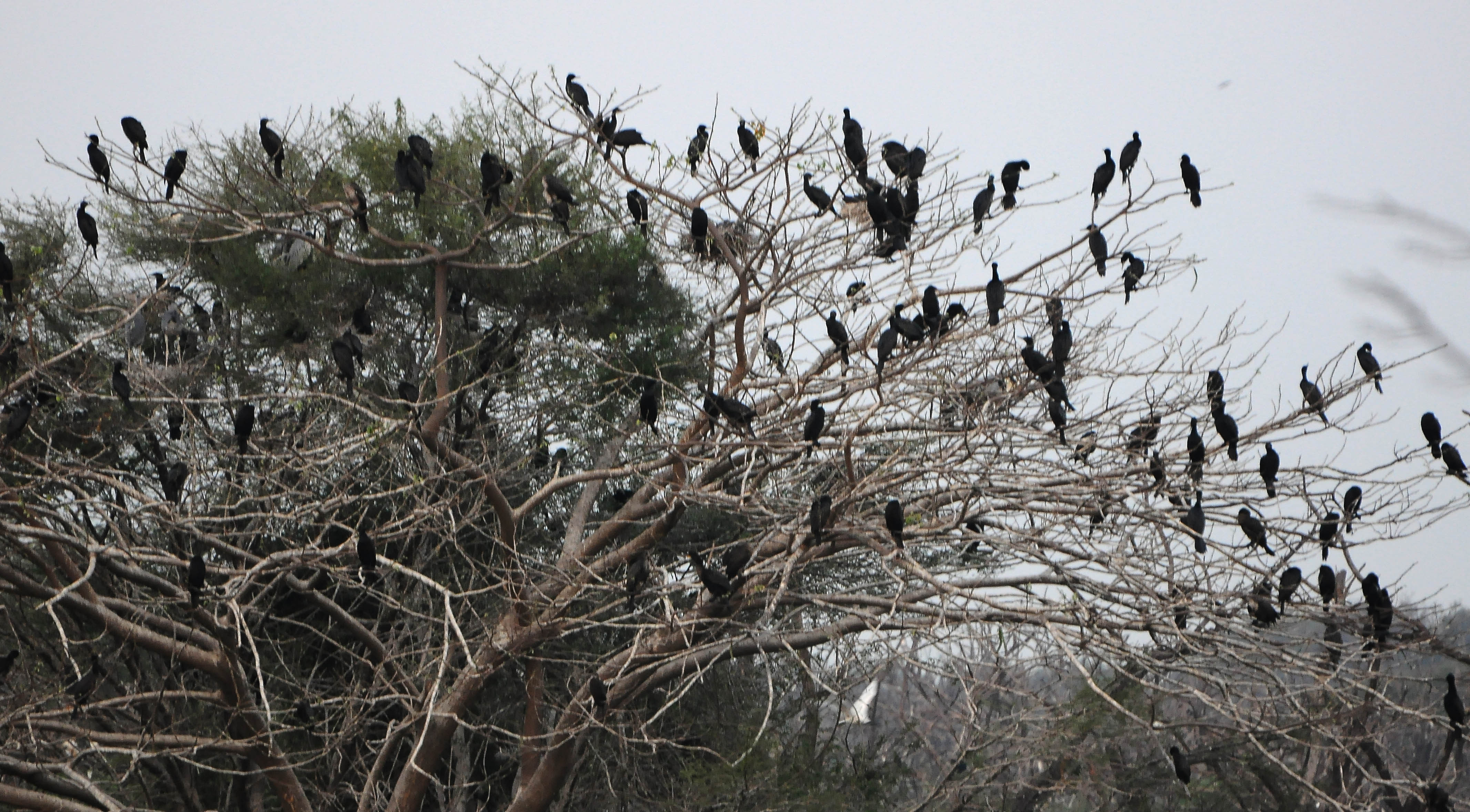 ಚಿತ್ರ:  ಸಿ.ಶಿವಾನಂದ