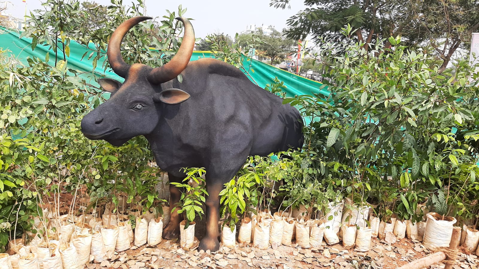 ಅರಣ್ಯದಲ್ಲಿ ಕೊಬ್ಬಿದ ಕಾಡುಕೋಣ