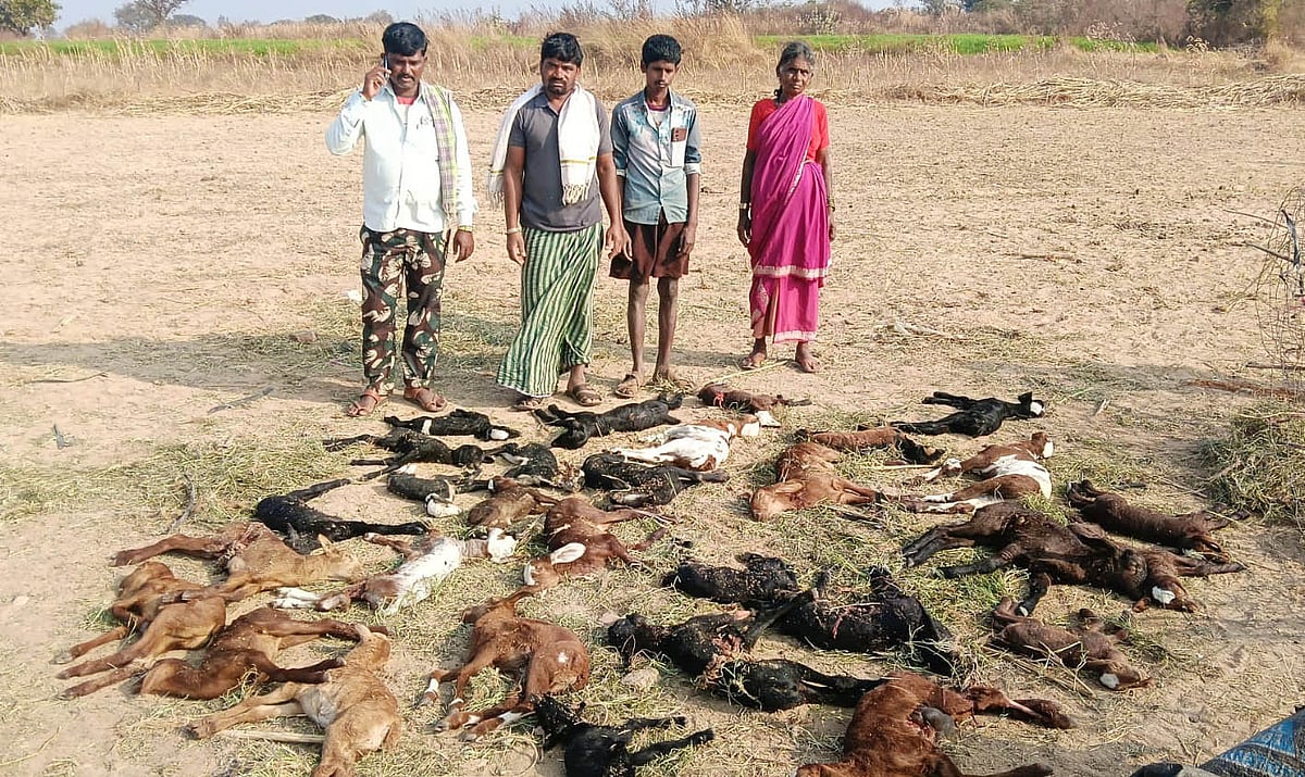 ಬಳ್ಳಾರಿ | ಹಟ್ಟಿಯ ಮೇಲೆ ಚಿರತೆ ದಾಳಿ: 36 ಕುರಿಮರಿ ಸಾವು