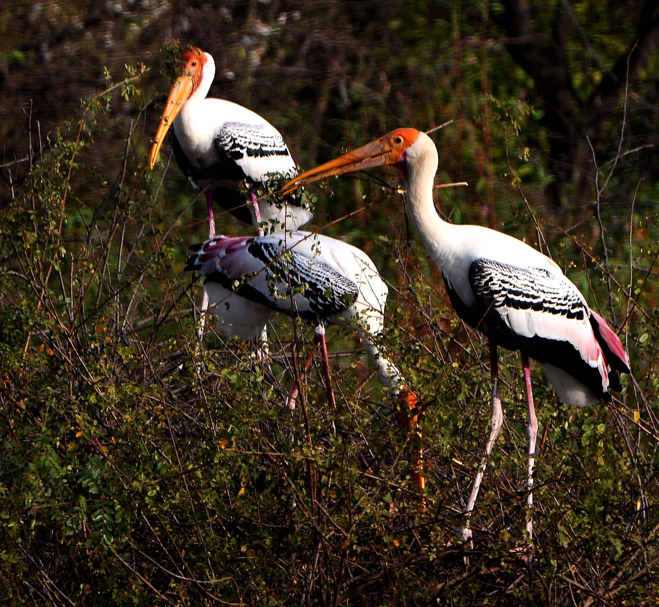 ಚಿತ್ರ:  ಸಿ.ಶಿವಾನಂದ
