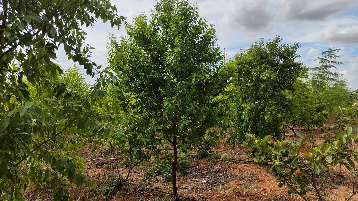 ಶ್ರೀಗಂಧ ಕಳವು: ಜೈಲು ಶಿಕ್ಷೆ