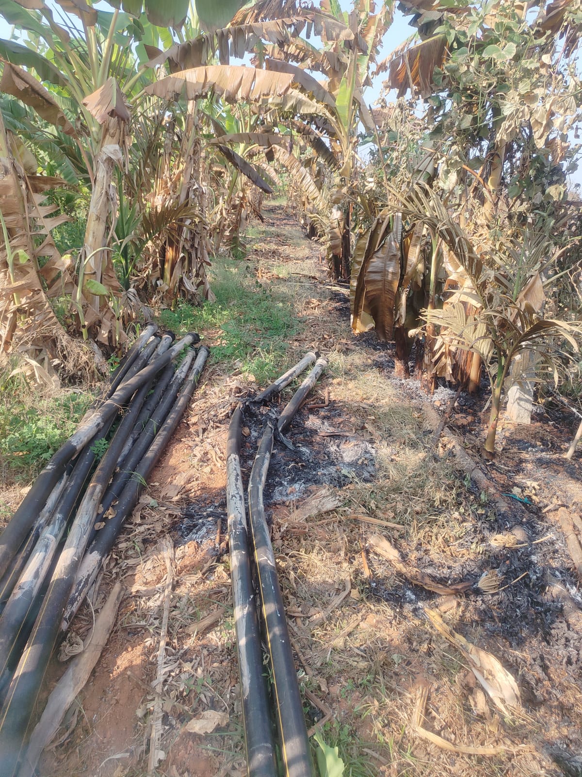  ಗೋಪಗೊಂಡನಹಳ್ಳಿ ಸರ್ವೇ ನಂ 112/14 ರಲ್ಲಿ ಬೆಳೆಯಲಾಗಿದ್ದ 50 ಕ್ಕೂ ಹೆಚ್ಚು ಅಡಿಕೆ ಹಾಗೂ ಬಾಳೆಗಿಡ ಬೆಂಕಿಗೆ ಆಹುತಿಯಾಗಿರುವುದು. 